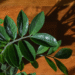 Plantão com nome bizarro acaba com mofo na sua casa