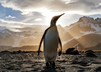 Estudo aponta que cocô de pinguins podem impactar na crise climática