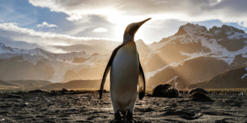 Estudo aponta que cocô de pinguins podem impactar na crise climática