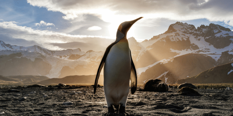 Estudo aponta que cocô de pinguins podem impactar na crise climática