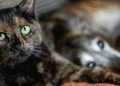 Gatos vivem mais que cachorros e essa é a explicação