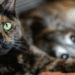Gatos vivem mais que cachorros e essa é a explicação