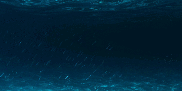 É preciso 100 mil anos a mais para descobrir tudo que existe no oceano