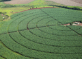 Nova plataforma vai unificar pesquisas agropecuárias no Brasil