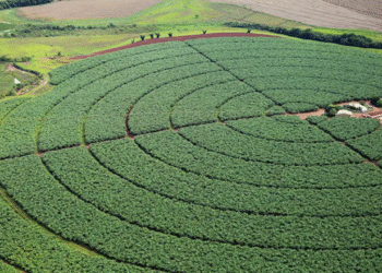 Nova plataforma vai unificar pesquisas agropecuárias no Brasil