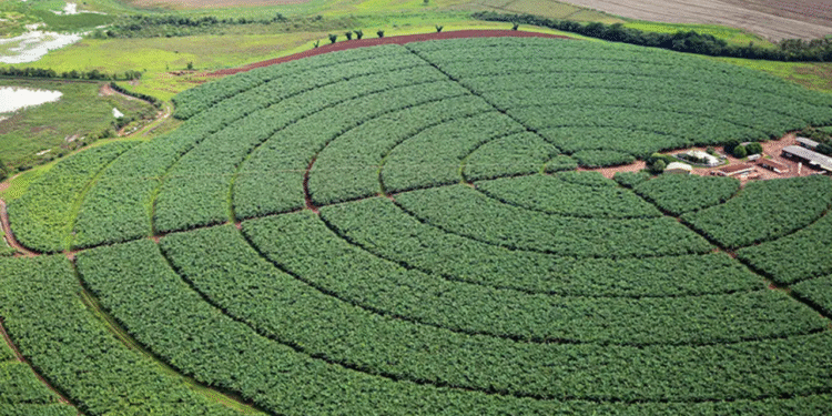 Nova plataforma vai unificar pesquisas agropecuárias no Brasil