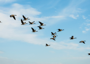 Em 1822, uma cegonha com uma flecha africana atravessando o pescoço revelou o mistério das migrações de aves para a ciência