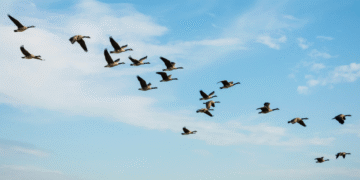 Em 1822, uma cegonha com uma flecha africana atravessando o pescoço revelou o mistério das migrações de aves para a ciência