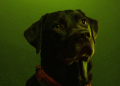 Cachorros de Chernobyl sobreviveram por 15 gerações
