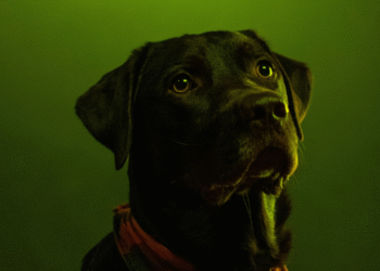 Cachorros de Chernobyl sobreviveram por 15 gerações