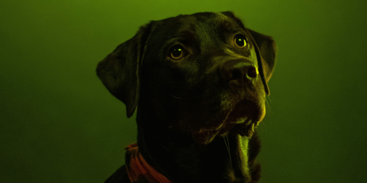 Cachorros de Chernobyl sobreviveram por 15 gerações