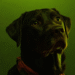 Cachorros de Chernobyl sobreviveram por 15 gerações