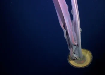 Animal com 10 metros foi avistado após desprendimento de iceberg - Foto: Reprodução/ Instituto Oceânico Schmidt