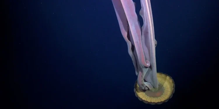 Animal com 10 metros foi avistado após desprendimento de iceberg - Foto: Reprodução/ Instituto Oceânico Schmidt