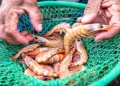 Seu camarão vai ficar delicioso seguindo estas dicas - Foto: MPA/Divulgação