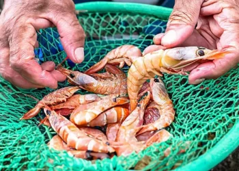 Seu camarão vai ficar delicioso seguindo estas dicas - Foto: MPA/Divulgação