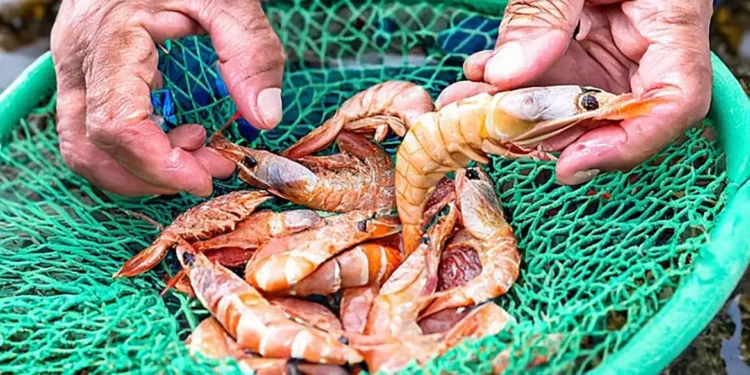 Seu camarão vai ficar delicioso seguindo estas dicas - Foto: MPA/Divulgação