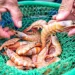 Seu camarão vai ficar delicioso seguindo estas dicas - Foto: MPA/Divulgação