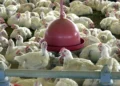 Granja destrói ovos após emergência decretada por gripe aviária - Foto: Arquivo/Agência Brasil