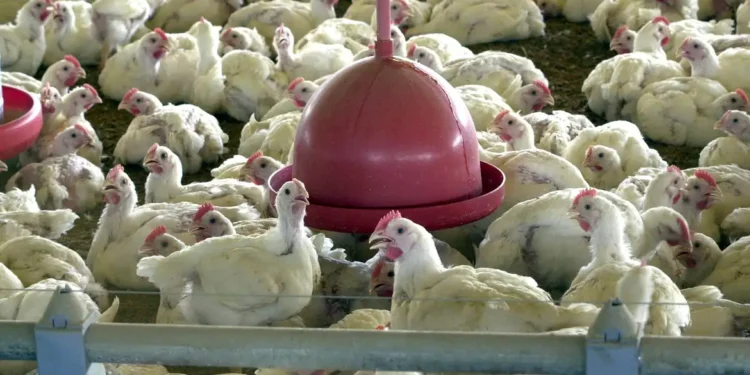 Granja destrói ovos após emergência decretada por gripe aviária - Foto: Arquivo/Agência Brasil