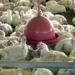 Granja destrói ovos após emergência decretada por gripe aviária - Foto: Arquivo/Agência Brasil