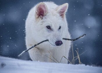 Lobo-Terrível da ciência moderna gera polêmica após revelação - Imagem: Divulgação/Colossal Biosciences