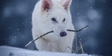 Lobo-Terrível da ciência moderna gera polêmica após revelação - Imagem: Divulgação/Colossal Biosciences