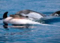 Animais podem sofrer protoluto após a morte dos filhotes - Imagem: Silvia Bonizzoni/Dolphin Biology and Conservation via Jornal da USP