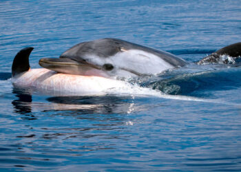 Animais podem sofrer protoluto após a morte dos filhotes - Imagem: Silvia Bonizzoni/Dolphin Biology and Conservation via Jornal da USP