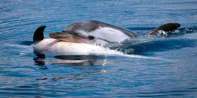 Animais podem sofrer protoluto após a morte dos filhotes - Imagem: Silvia Bonizzoni/Dolphin Biology and Conservation via Jornal da USP