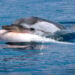 Animais podem sofrer protoluto após a morte dos filhotes - Imagem: Silvia Bonizzoni/Dolphin Biology and Conservation via Jornal da USP