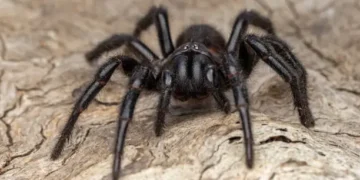 Aranha - Reprodução/iStock