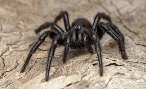 Aranha - Reprodução/iStock
