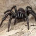 Aranha - Reprodução/iStock