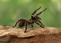 Aranhas - Reprodução/iStock
