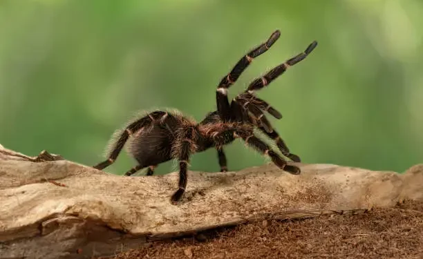 Aranhas - Reprodução/iStock