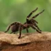 Aranhas - Reprodução/iStock