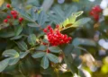 Descubra para que serve a aroeira e como ela pode melhorar sua saúde - Imagem: Pixabay