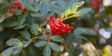 Descubra para que serve a aroeira e como ela pode melhorar sua saúde - Imagem: Pixabay