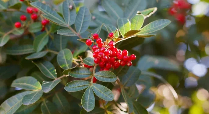 Descubra para que serve a aroeira e como ela pode melhorar sua saúde - Imagem: Pixabay