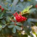 Descubra para que serve a aroeira e como ela pode melhorar sua saúde - Imagem: Pixabay