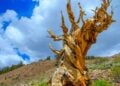 Pirâmides do Egito são mais novas que a árvore mais velha do mundo - Foto: Charlie Wittke/Shutterstock
