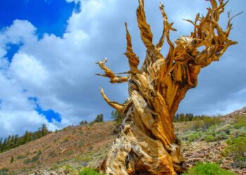 Pirâmides do Egito são mais novas que a árvore mais velha do mundo - Foto: Charlie Wittke/Shutterstock