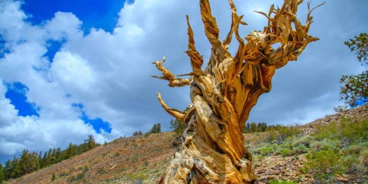 Pirâmides do Egito são mais novas que a árvore mais velha do mundo - Foto: Charlie Wittke/Shutterstock
