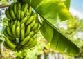 Bananas - Reprodução/iStock