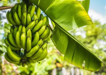 Bananas - Reprodução/iStock