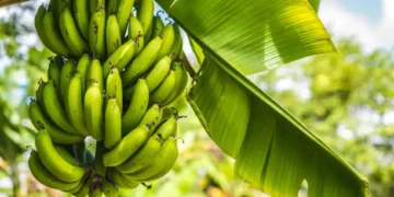 Bananas - Reprodução/iStock
