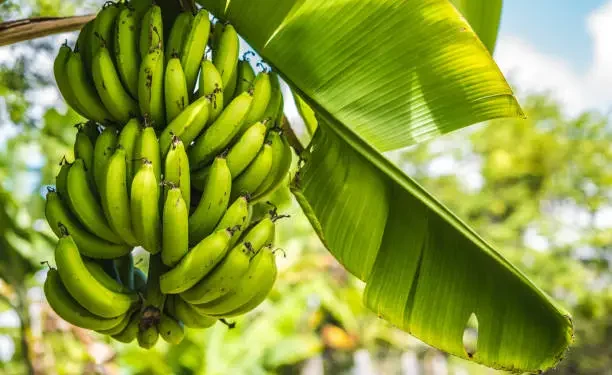 Bananas - Reprodução/iStock
