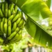 Bananas - Reprodução/iStock