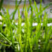 Benefícios do famoso chá de carqueja que poucos conhecem - Imagem: Pixabay